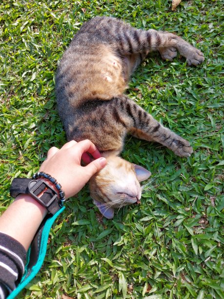 流浪猫图片下载