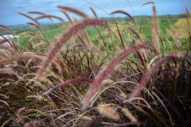 泰国碧差汶Khao Kho美丽的山景，草景图片下载