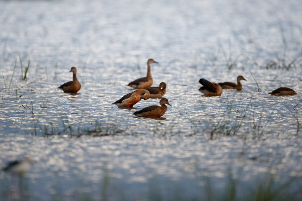 一群小口哨鸭或印度口哨鸭(爪哇石鸭)图片下载
