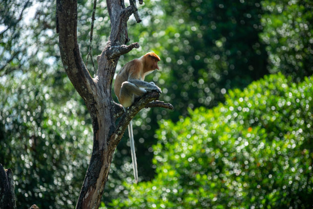 马来西亚婆罗洲岛特有的长鼻猴图片下载