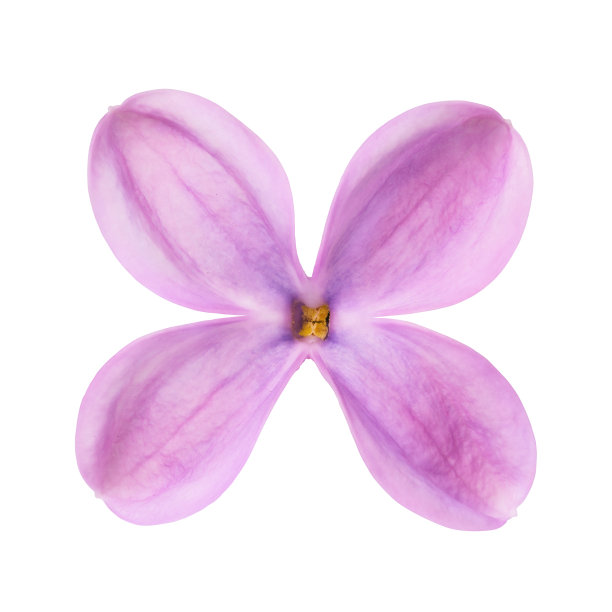 一个丁香花瓣孤立在白色背景上。使用堆叠方法拍摄的照片图片下载