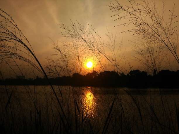 美丽的日落与摇曳的芦苇湖图片下载