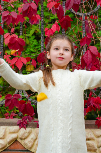 穿着白色针织连衣裙的小女孩手里拿着树叶，把它们往上抛。秋夜公园里鲜红的葡萄叶子。秋天的季节。图片下载