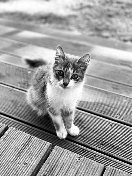 小凯# 2图片下载