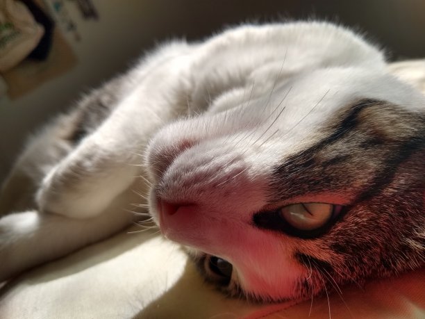 小猫，躺着，娇嫩，倒立着图片下载