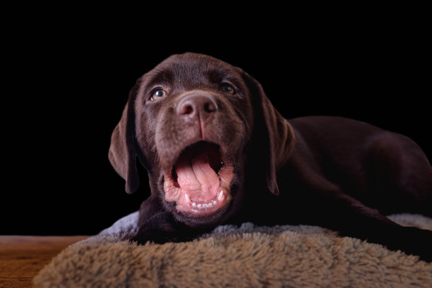 特写肖像巧克力拉布拉多寻回犬。小狗躺着啃胡萝卜。隔离在黑色. .图片下载