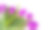 生日快乐矢量现实插图。快乐贺卡礼物明信片。郁金香、鲜花、五彩纸屑庆祝旗帜。图片下载