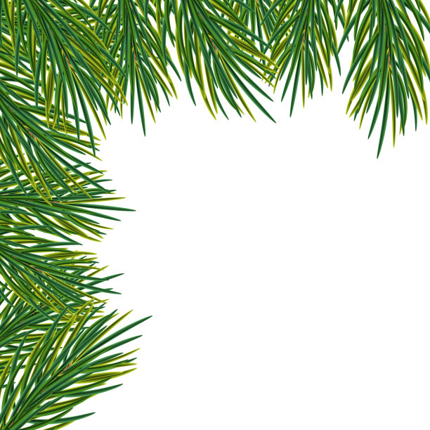冷杉枝孤立在白色背景上。背景，边框或框架与圣诞树的树枝。花环，节日的装饰。新年和圣诞节图片下载