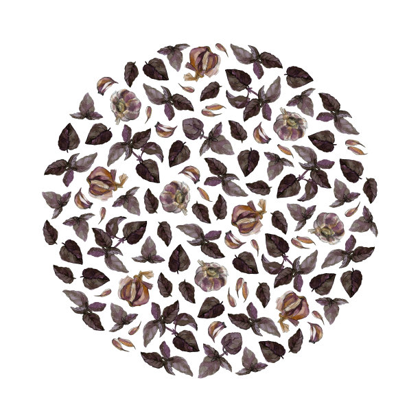 由紫色的圆形罗勒枝、叶、蒜瓣和鳞茎组成，孤立在白色上。水彩画插图。图片下载
