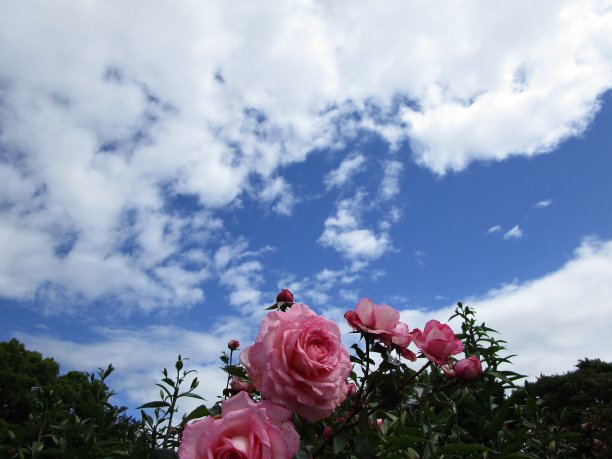 明亮柔和的粉色玫瑰对天空2020图片下载
