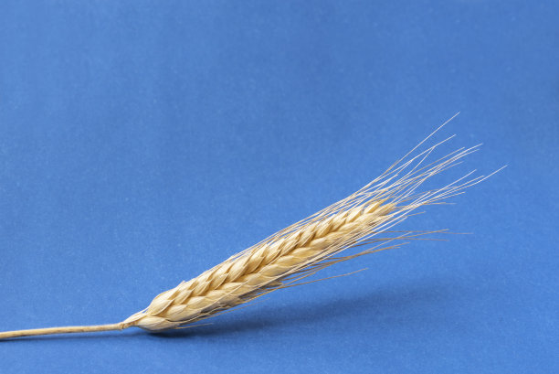 金色的黑麦耳在一个蓝色的框架背景。模拟和复制空间。图片下载