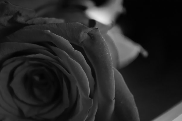 玫瑰是黑色的图片下载