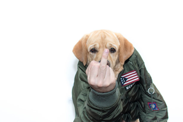 一个脾气暴躁的狗图片下载