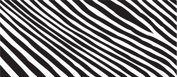 野生斑马波纹黑白相间图片下载