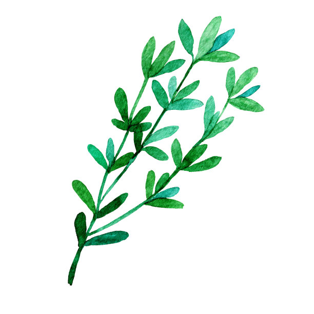 水彩百里香孤立在白色上图片下载