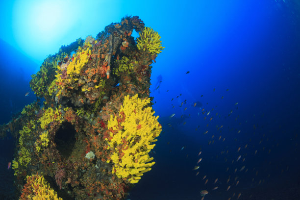 沉船潜水水下黄海海绵深海海洋生物地中海海水肺潜水员的观点图片下载