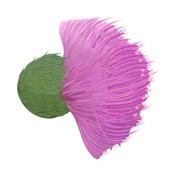 在白色背景上分离的牛蒡药用植物图片下载