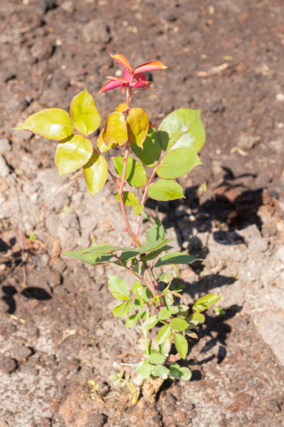 玫瑰丛在夏天被种在花园里图片下载