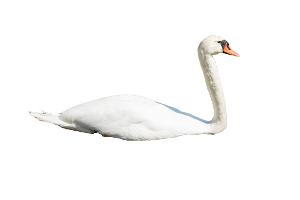 白天鹅孤立图片下载