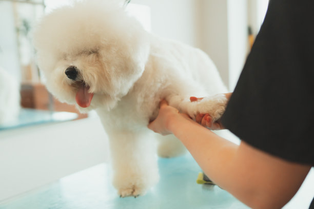 比熊在美容沙龙。梳理狗毛。图片下载