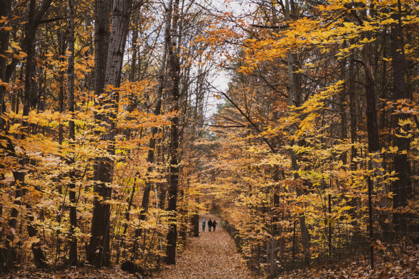 秋天里在森林里散步的女人图片下载