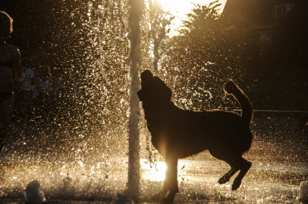 在城市的喷泉里玩耍图片下载