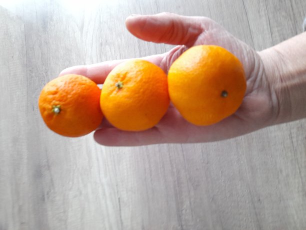 手里拿着三个桔子图片下载