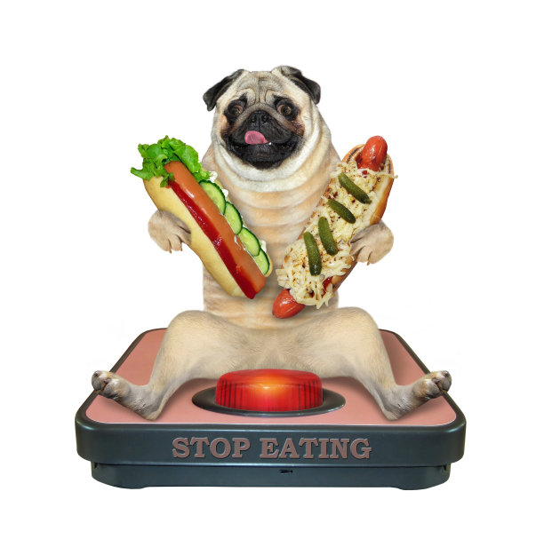 体重秤上有热狗的哈巴狗图片下载