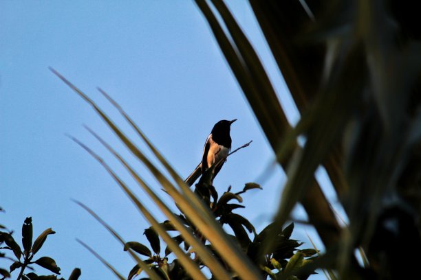 鸟类摄影图片下载