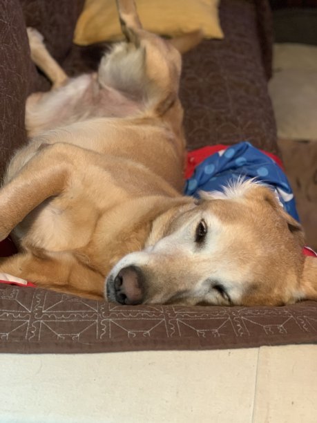 睡觉的狗图片下载