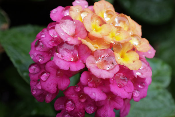 马樱丹属花04图片下载