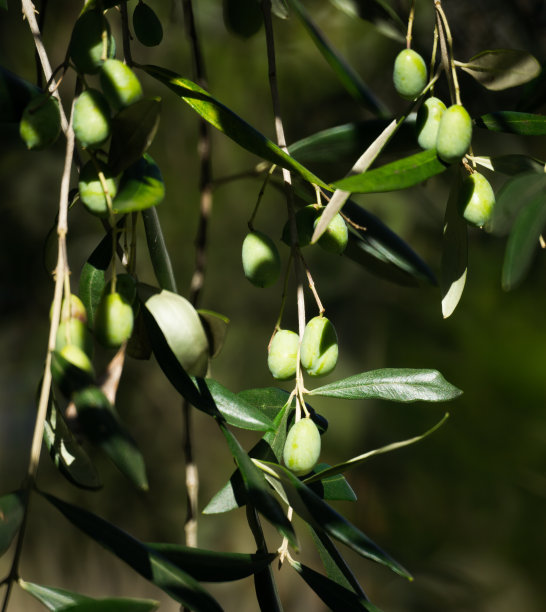 橄榄枝上满是绿色和黑色的橄榄。图片下载