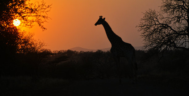 日出长颈鹿图片下载