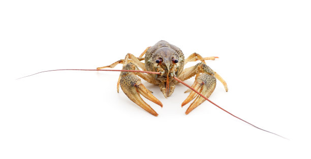 一个巨大的癌症。图片下载