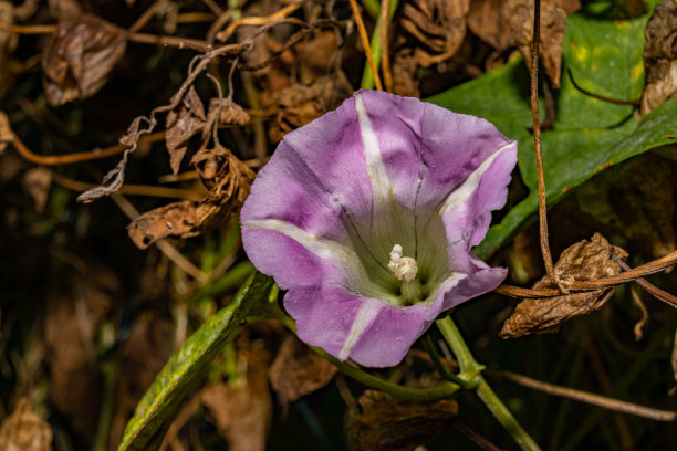 一张紫色花朵的特写照片。背景是棕色的树叶。图片来自瑞典马尔默图片下载