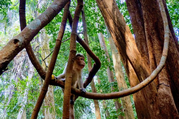 小猴子坐在印度丛林里的藤蔓上图片下载