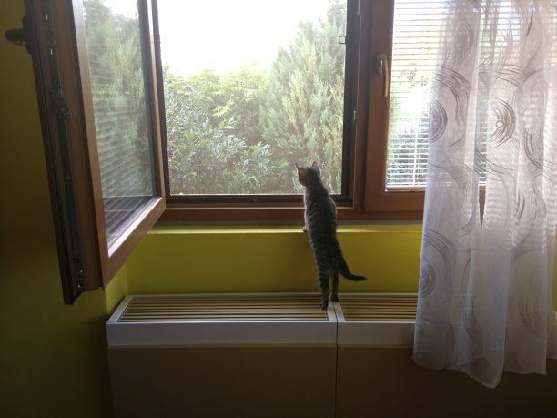 小猫站在开着的窗户旁的加热器上向外看图片下载