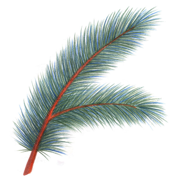 绿色的圣诞树树枝孤立。铅笔手绘插图。图片下载