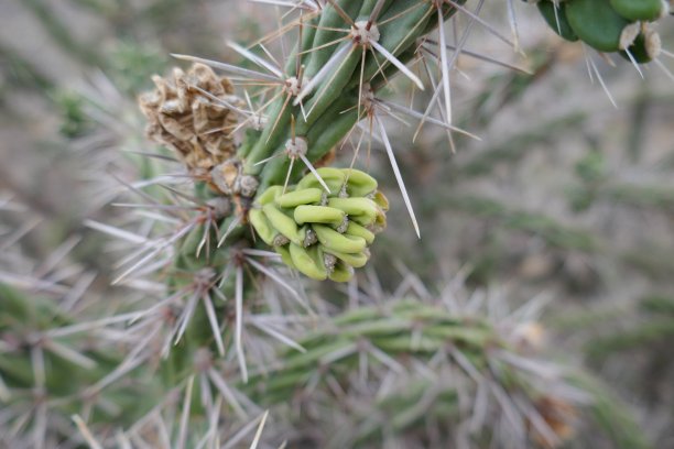 有枝的仙人掌植物，近距离有针叶和果实图片下载