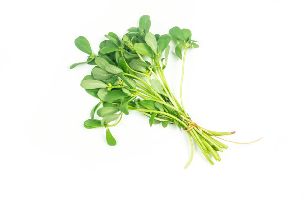 新鲜马齿苋束白底分离，绿叶蔬菜，保健食品(马齿苋)图片下载