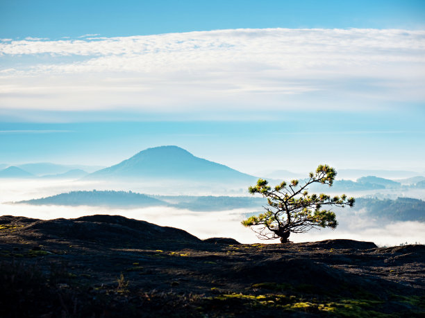 野生盆景树松树上的岩石峭壁。山谷中的蓝雾图片下载