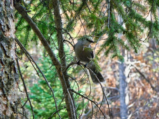 松树的落基山蓝松鸦图片下载