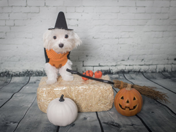 穿着万圣节服装的马耳他狗图片下载