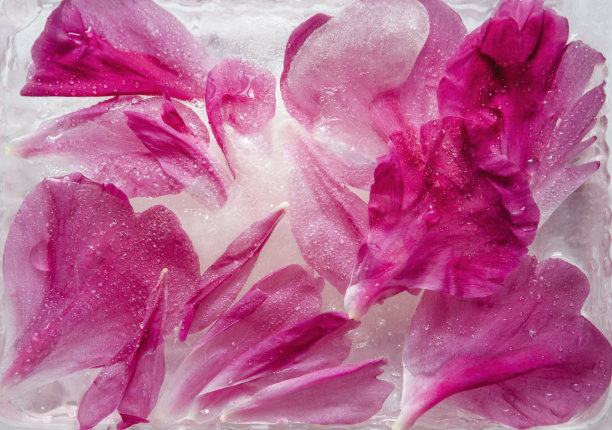 特写冰冻的花瓣图片下载