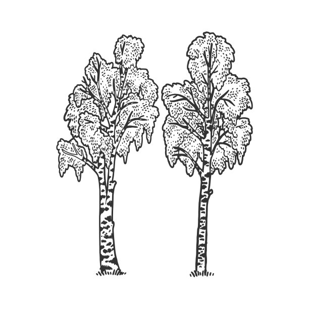 桦树树草图图片下载