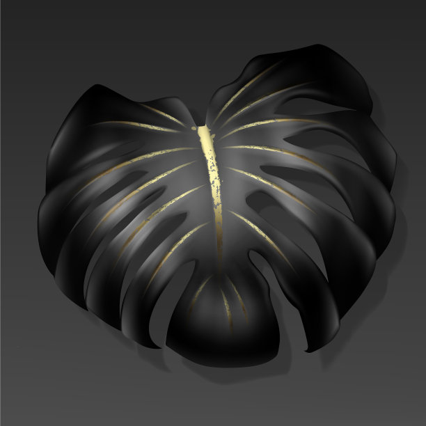 Monstera叶黑色黄金图片下载