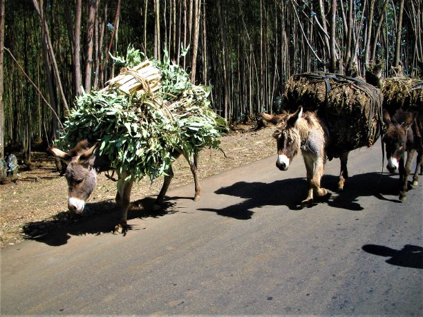 背上有很多树枝的驴子图片下载