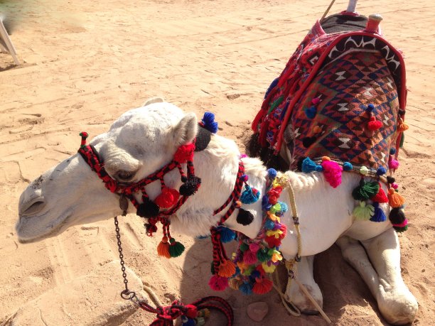 沙滩白色骆驼图片下载