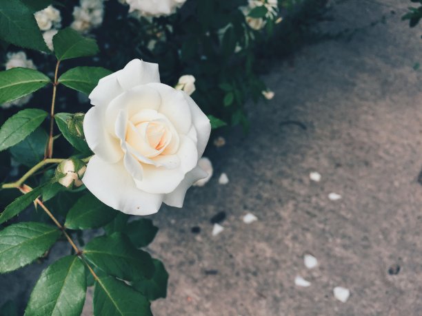 沥青背景上的白玫瑰。文本的空白。蓝色着色。宏观照片图片下载