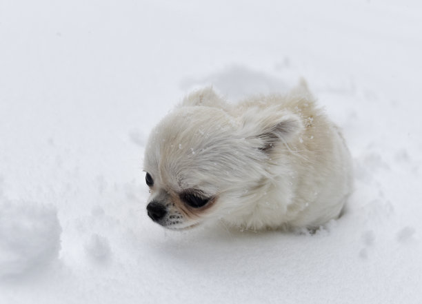 小狗吉娃娃图片下载